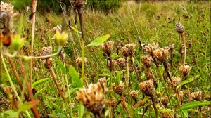 Тёплая прогулка