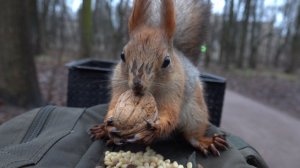 Кормлю белок. Зарисовка