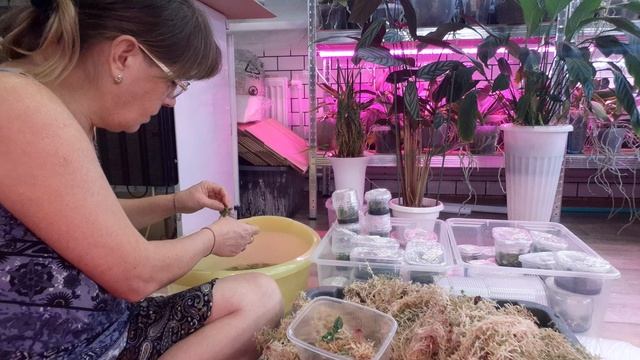 Вкрываю банки с орхидеями,  срочная пересадка  в  мох , половина в помойку , быстрая адаптация