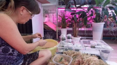 Вкрываю банки с орхидеями, срочная пересадка в мох , половина в помойку , быстрая адаптация