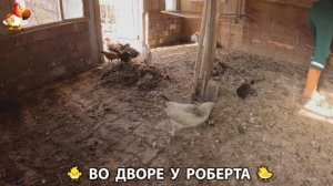 Содержание кур в домашних условиях и других птиц во дворе у Роберта 🐣🐤🦆🐔🪿🦃 (361)
