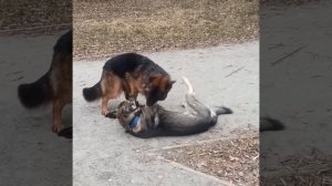 abeafba51046874690fecdd48039f41a.mp4