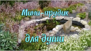 Мини прудик для души.