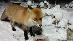 (1195) Лиса приходит в гости. Декабрь 2025