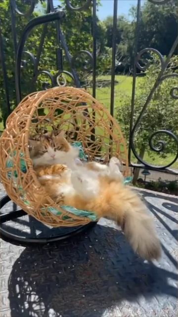 Смешные коты #96-9