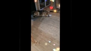 1000042066.mp4 (Собака смотрит на монтаж электропроводки (монтаж п/переключателя) в доме А-фрейм)