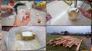 Адениум барашек Медуза.Домашний майонез