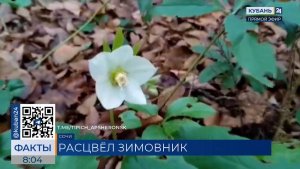 Реликтовый краснокнижный зимовник расцвел в Тисо-самшитовой роще в Сочи