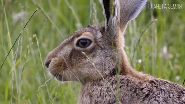 Видеожурнал Весенний лес