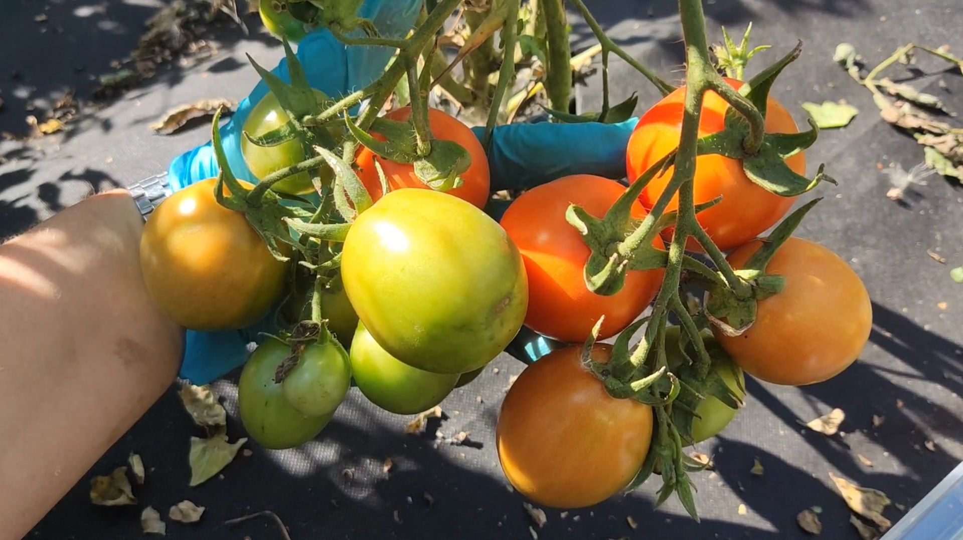 3 СОРТА ТОМАТА выбрала из 800, посажу обязательно в 2026