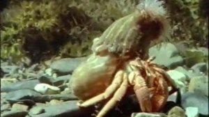 Отшельник и Актиния не могут друг без друга