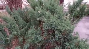 #декабрьская  прогулочка