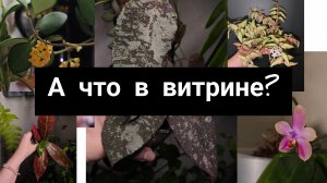 а что в витрине?