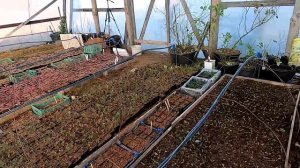 Отвечаем на вопросы о голубике