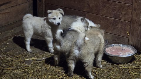 Кровяночки щенкам