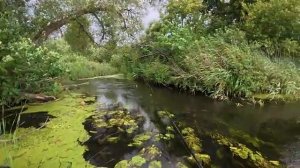ЗАБРЁЛ В СТРАННЫЙ РУЧЕЙ! ВСТРЕТИЛ ДЕДА И НАЛОВИЛ РАЗНОЙ РЫБЫ! Рыбалка 2025
