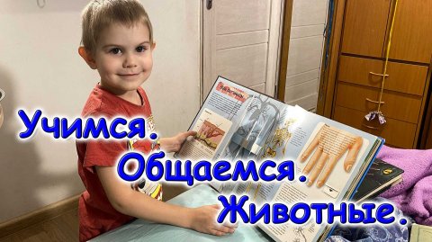 Отдаем одного из котят. Макс и энциклопедия. (12.25г.) Семья Бровченко.