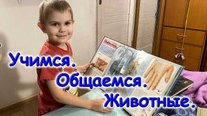 Отдаем одного из котят. Макс и энциклопедия. (12.25г.) Семья Бровченко.
