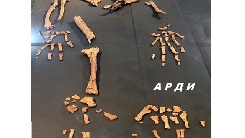 Антропология   Палео Рецент Прогноз  HPRA