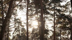 Уникальный лес подвергли варварской рубке в Новосибирске