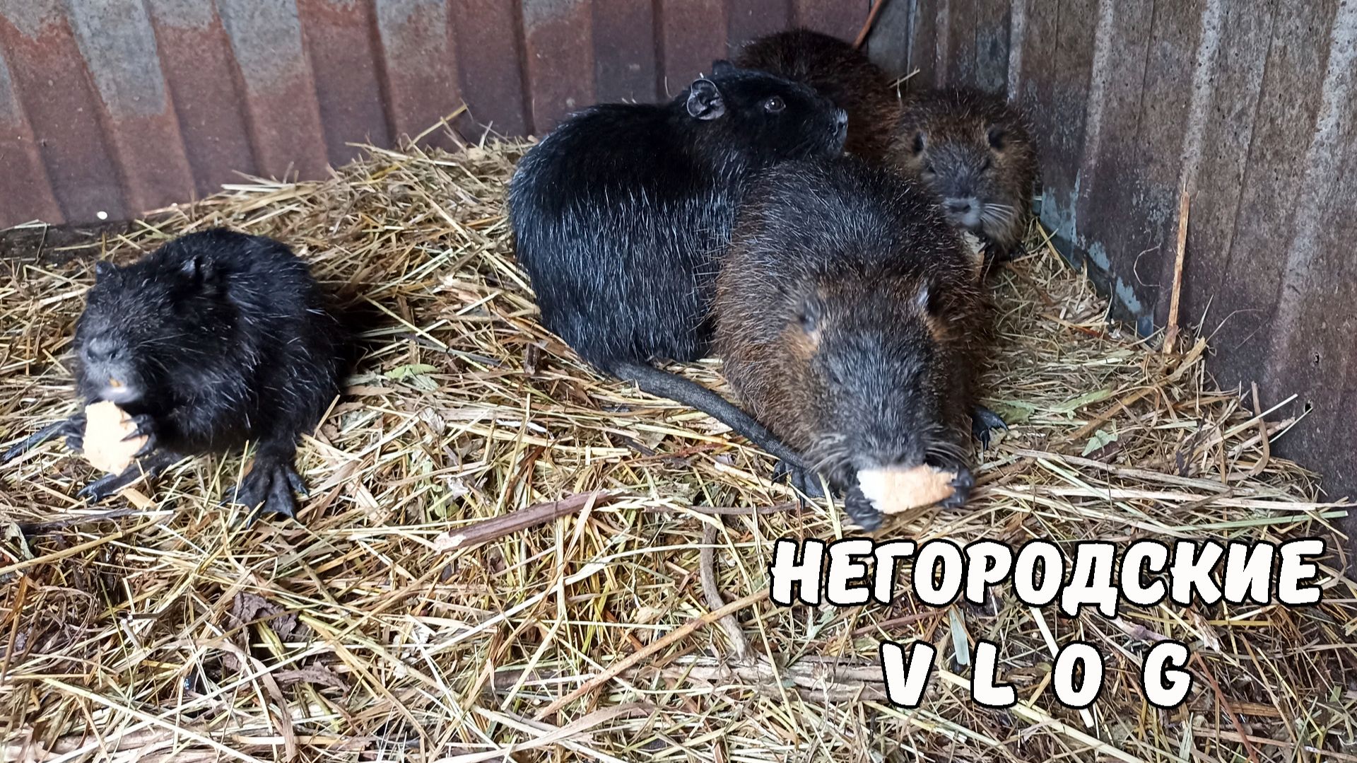 Как поживают НУТРЯТА. Последние новости. 08.12.25