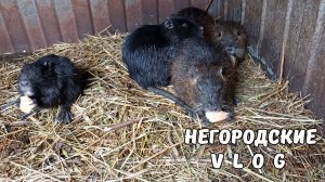 Как поживают НУТРЯТА. Последние новости. 08.12.25