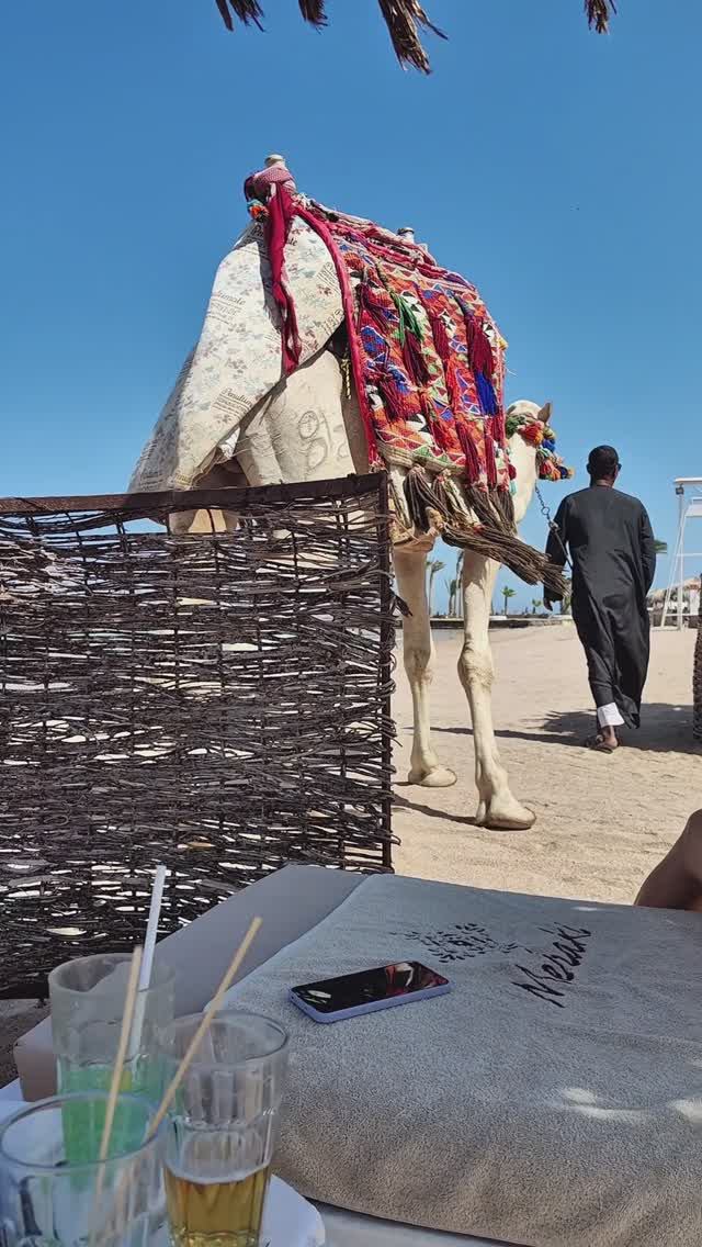 Солнце, море и тысяча мгновений | Египет | Meraki | Верблюд Максим :)