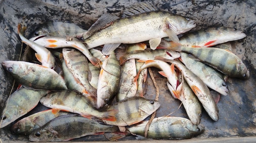 Отличная рыбалка на ОКУНЯ в Астрахани.