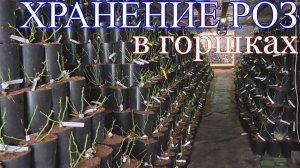 Как зимуют розы в горшках.