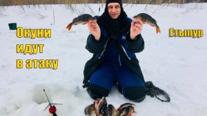 Окунь атакует. Последняя рыбалка перед самоизоляцией. Зимняя рыбалка 2020.