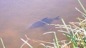 Под водой. Лещ на 43 сек.