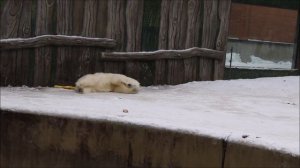 Медвежата наплавались, вышли на сушу почистить шубку и побороться 04.12.2025