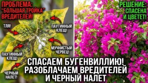 Спасаем бугенвиллию. Разоблачаем "Большую тройку" вредителей и черный налет»