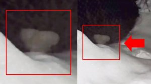 Самые страшные видео! Загадочное существо прятался от оператора там