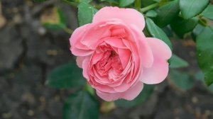 ВИДЕО  ПВН  ББ   (772)