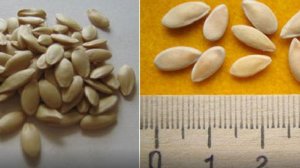 Советы по подготовке семян огурцов