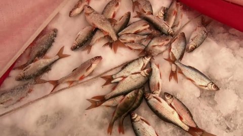 Рыбачим Зимой в Палатке на Угольном Заливе. Зимняя Рыбалка. Лучшая Русская Рыбалка. Крутой Улов