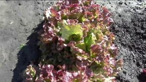 Салат ЭВРИДИКА