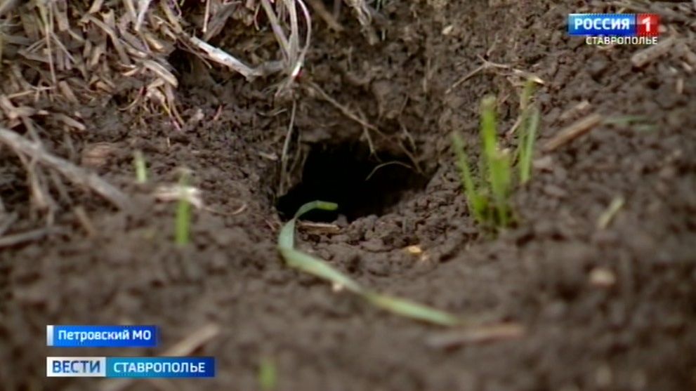 Подсчет грызунов идет на Ставрополье