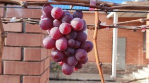 ЦЕЗАРЬ НА 11.12.2025!!!🍇🍇🍇 Telegram, WhatsApp и Vlber +79528500417. ТЕЛ. +79054033245.