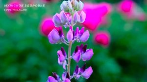 Мужское Здоровье. Скрытые аффирмации для мужчин. Саблиминал.