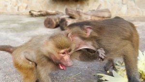 Не так посмотрела! Зубы сами впились в Маню - есть за что или нет, Степкин характер неисправим!