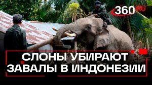 Слоны расчищают завалы после наводнения в Индонезии