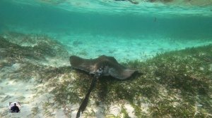 Скат широкохвостый хвостокол, снорклинг, Мальдивы 2025 #мальдивы #снорклинг #скатхвостокол #stingray