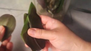 ОрхоVLOG Лечу бактериалку. Пересадила Санта- Роуз (1)