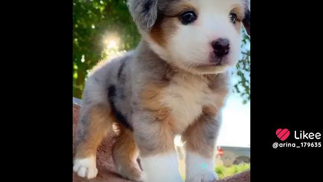 Like_7582132620463009196.mp4