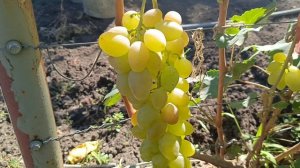 Буба. Калугина В. М.