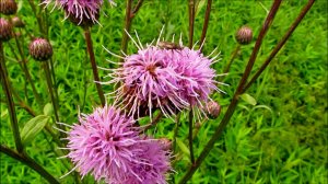 Опять травы...