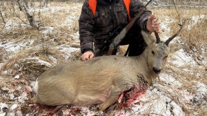 Загонная охота на сибирскую косулю 2025