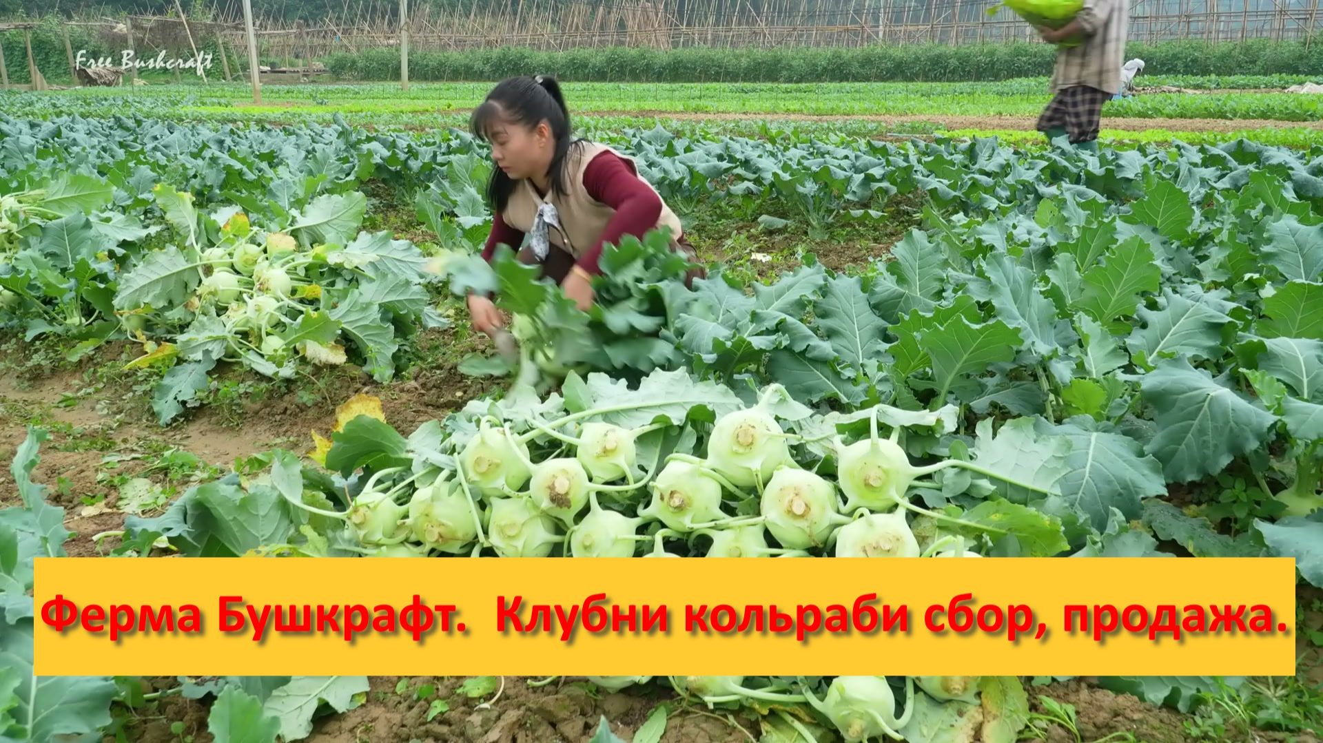 Ферма Бушкрафт в Пханге. Вьетнам. Клубни кольраби сбор и продажа.